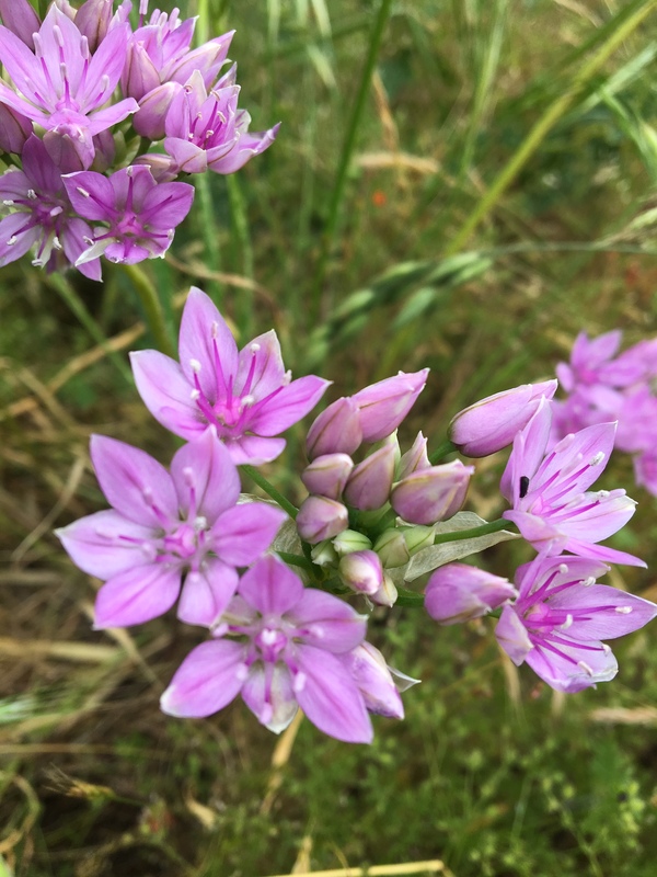 Allium unifolium Allium unifolium