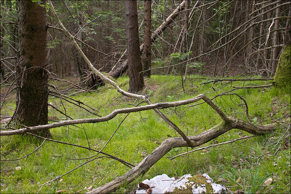 Carex alba