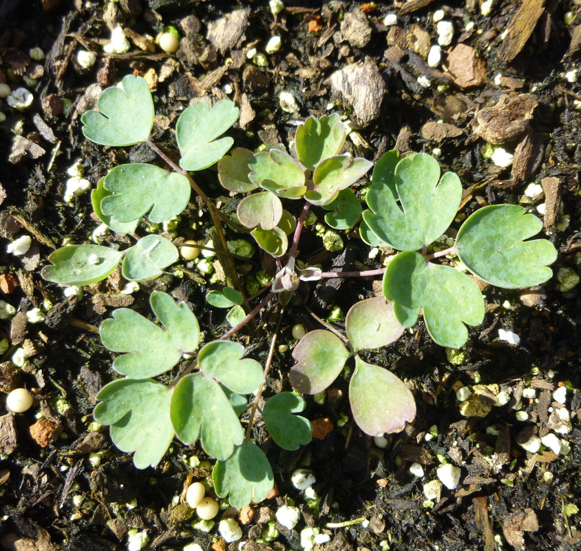 Aquilegia caerulea