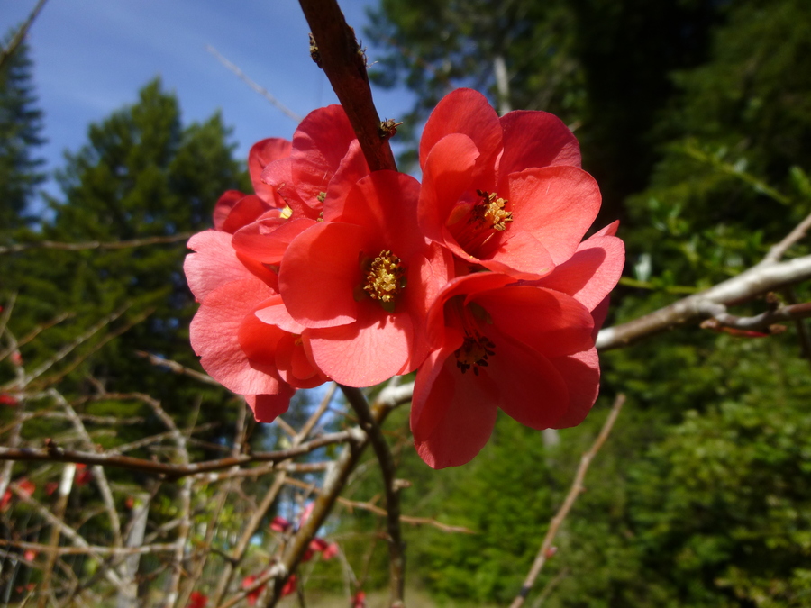 Chaenomeles speciosa