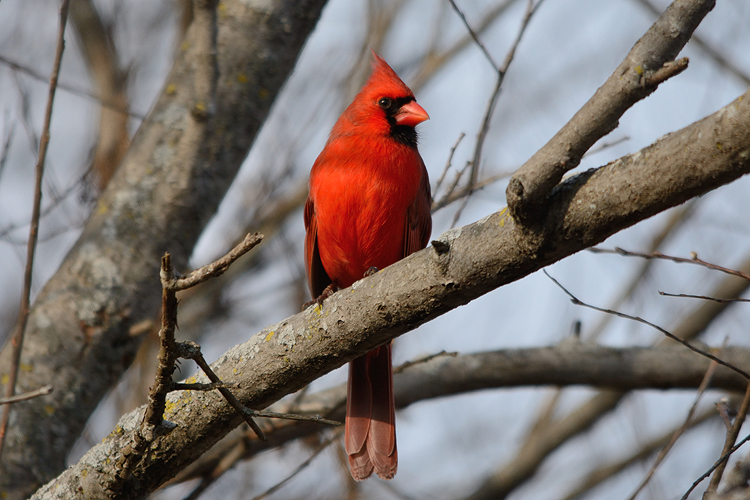 Cardinalis cardinalis Cardinalis cardinalis