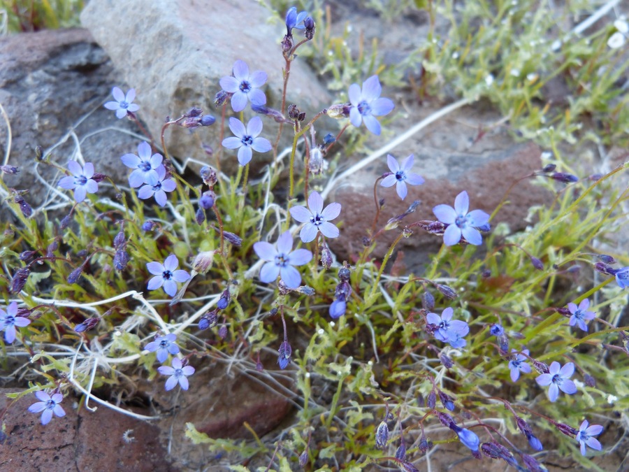 Gilia minor