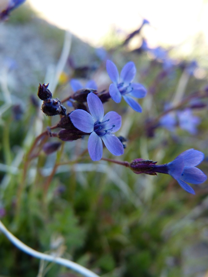 Gilia minor