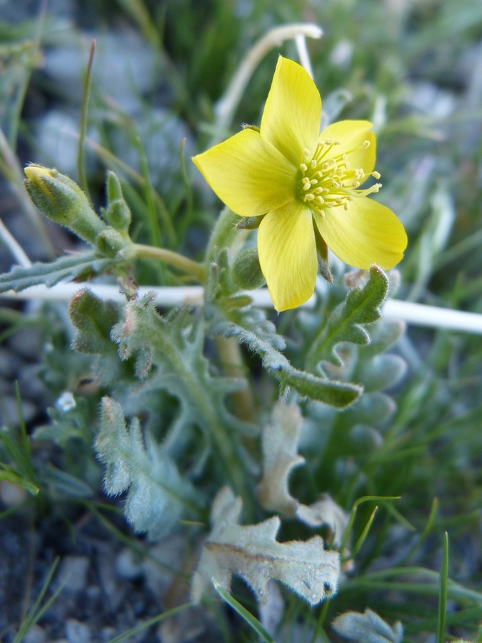 Mentzelia eremophila