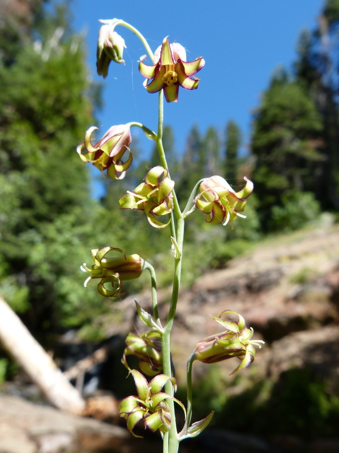 Stenanthium occidentale