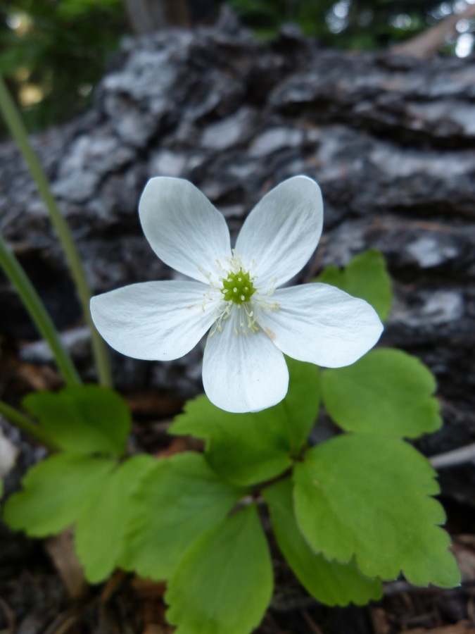 Anemone deltoidea Anemone deltoidea