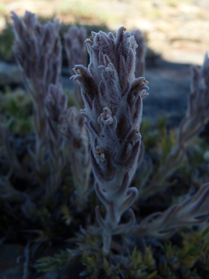 Castilleja schizotricha Castilleja schizotricha