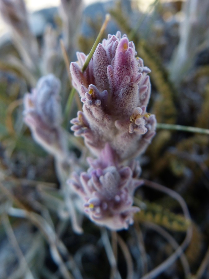 Castilleja schizotricha Castilleja schizotricha