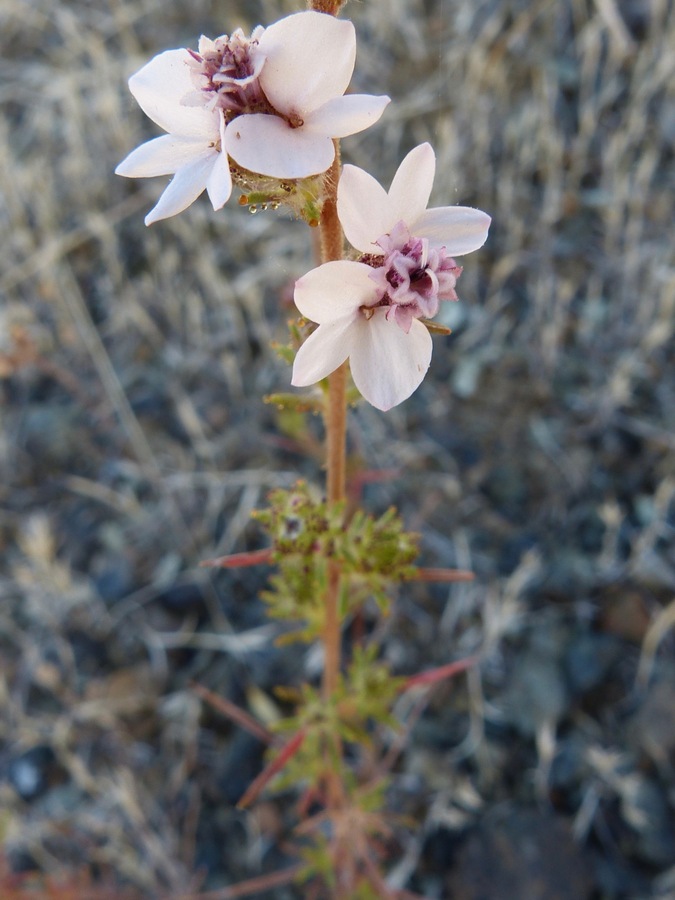 Calycadenia multiglandulosa