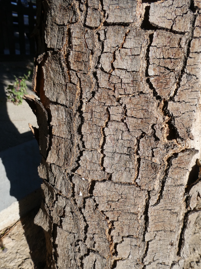 Azadirachta indica
