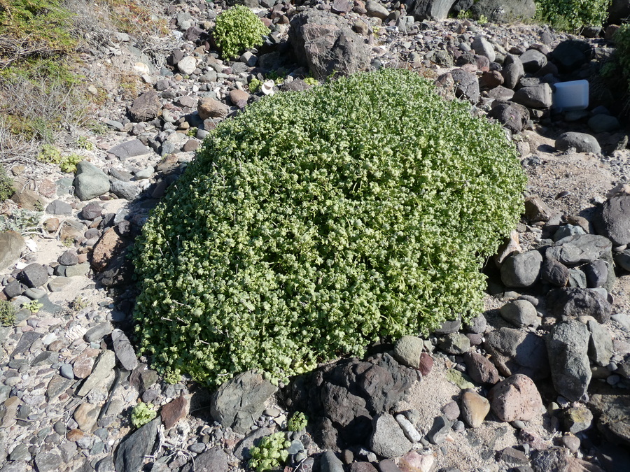 Hoffmeisteria fasciculata