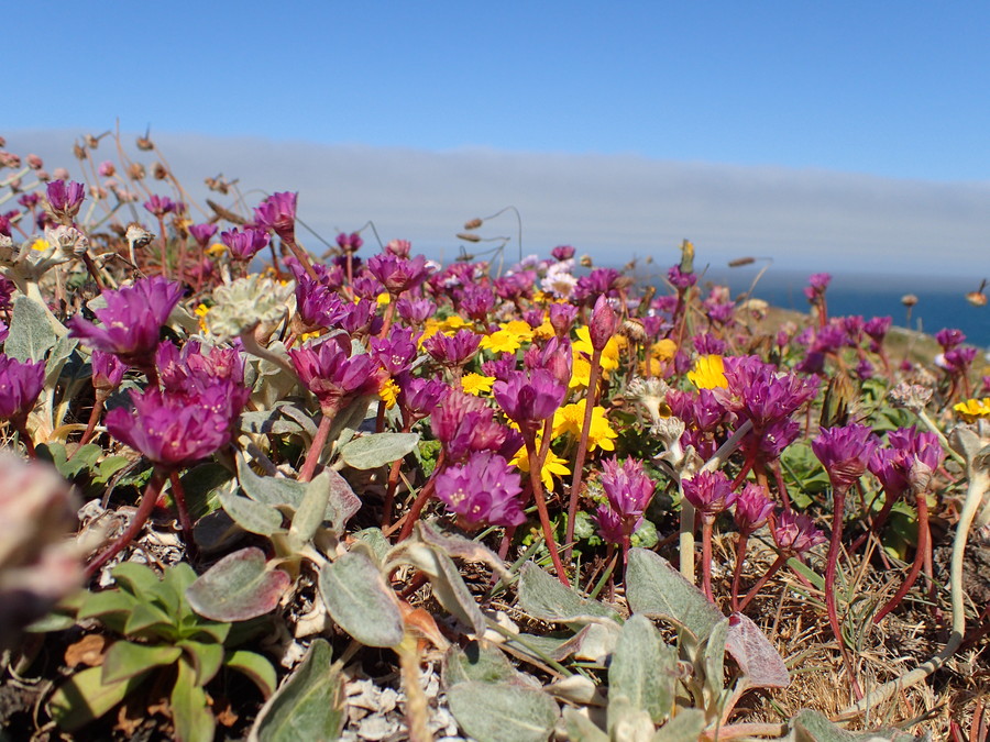 Allium dichlamydeum