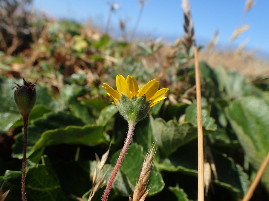 Lasthenia californica ssp. bakeri Lasthenia californica ssp. bakeri