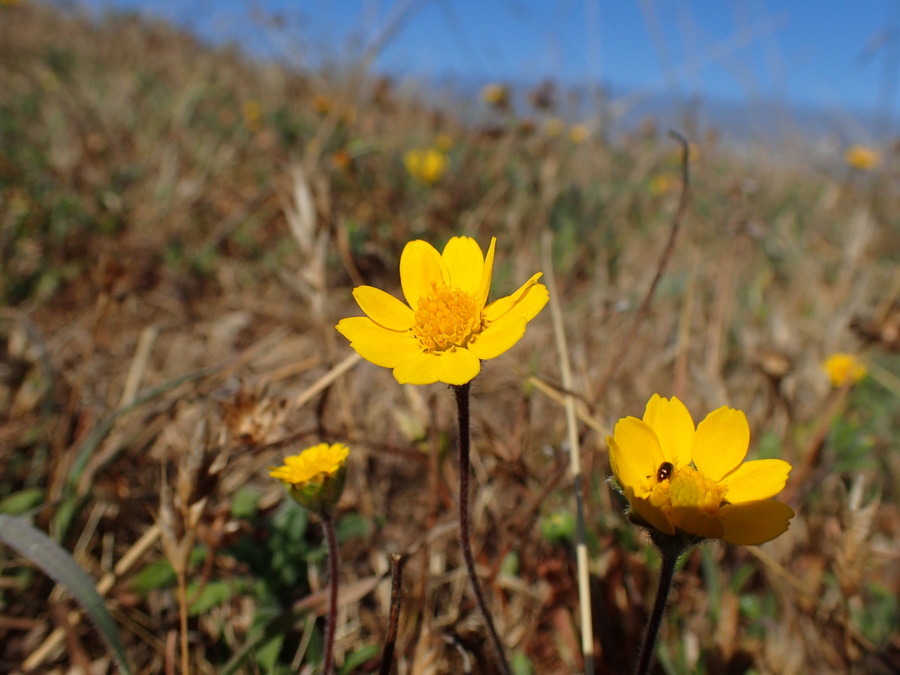 Lasthenia californica ssp. bakeri Lasthenia californica ssp. bakeri