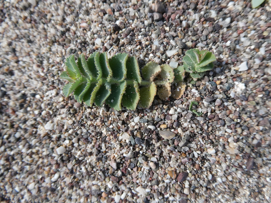 Euphorbia leucophylla