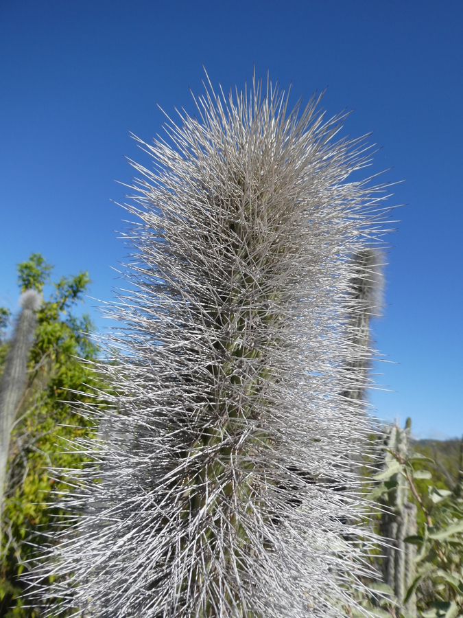 Lophocereus schottii