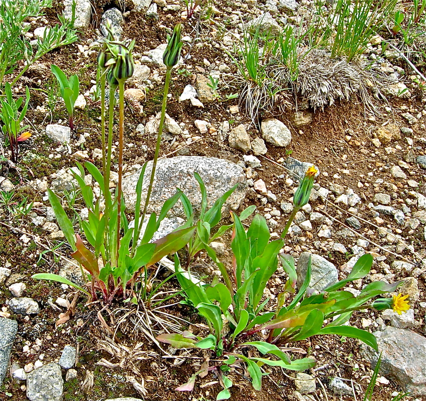 Agoseris glauca