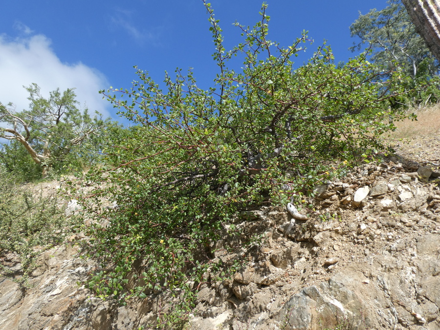 Bursera epinnata