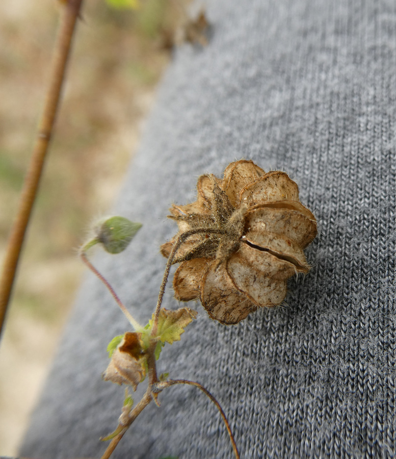 Herrisantia crispa