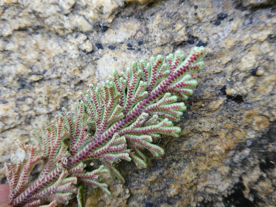 Selaginella lepidophylla