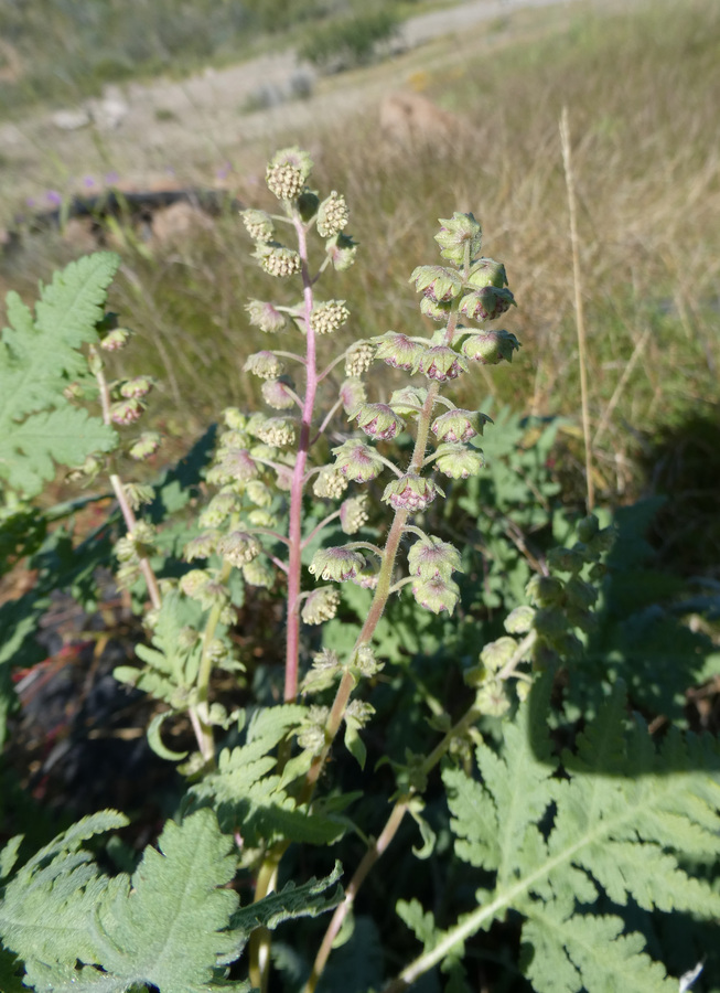 Ambrosia camphorata