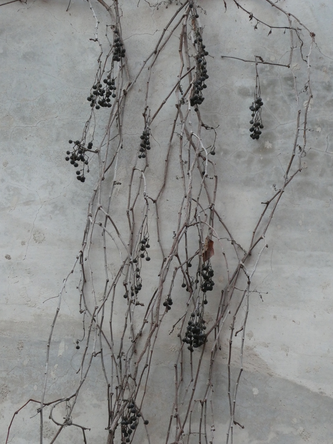 Parthenocissus quinquefolia