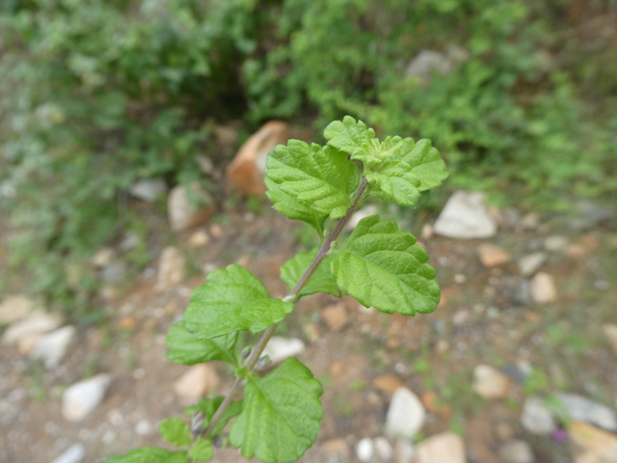 Lippia palmeri