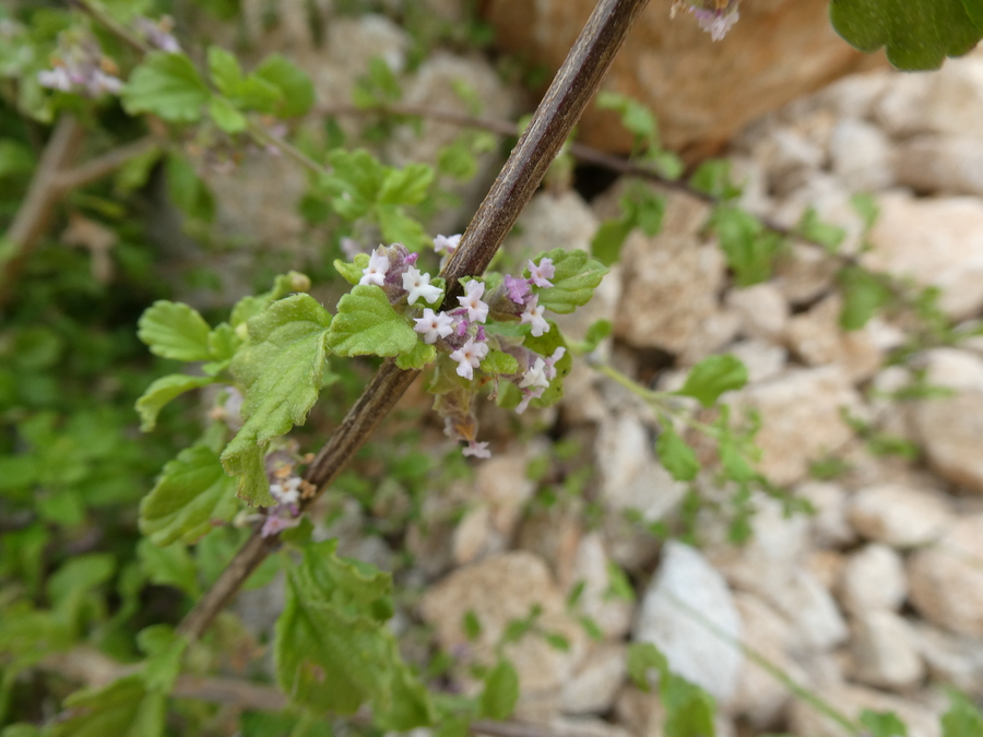 Lippia palmeri