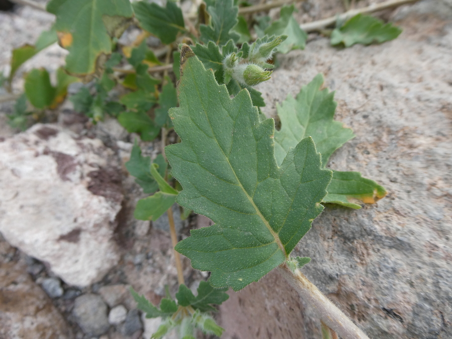 Mentzelia adhaerens