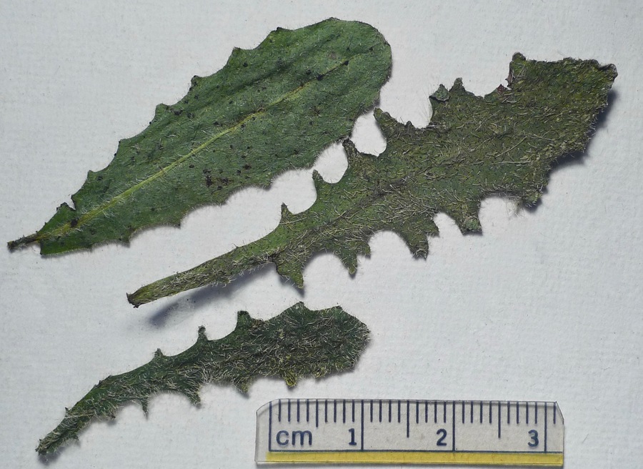 Hypochaeris radicata