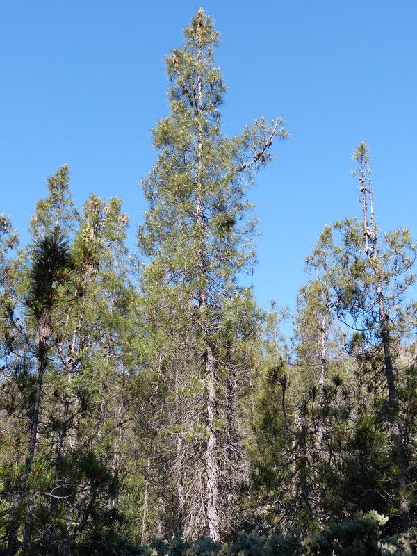 Pinus attenuata