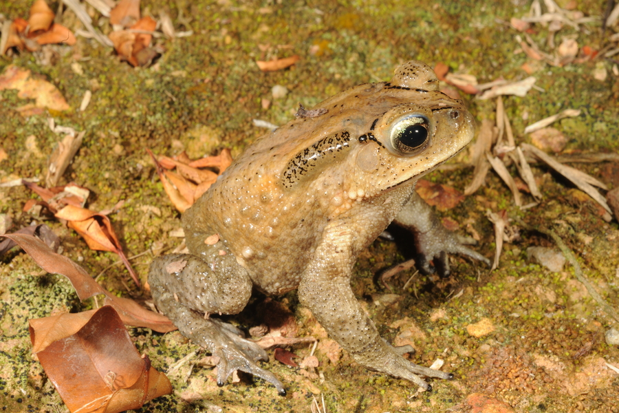 Duttaphrynus melanostictus