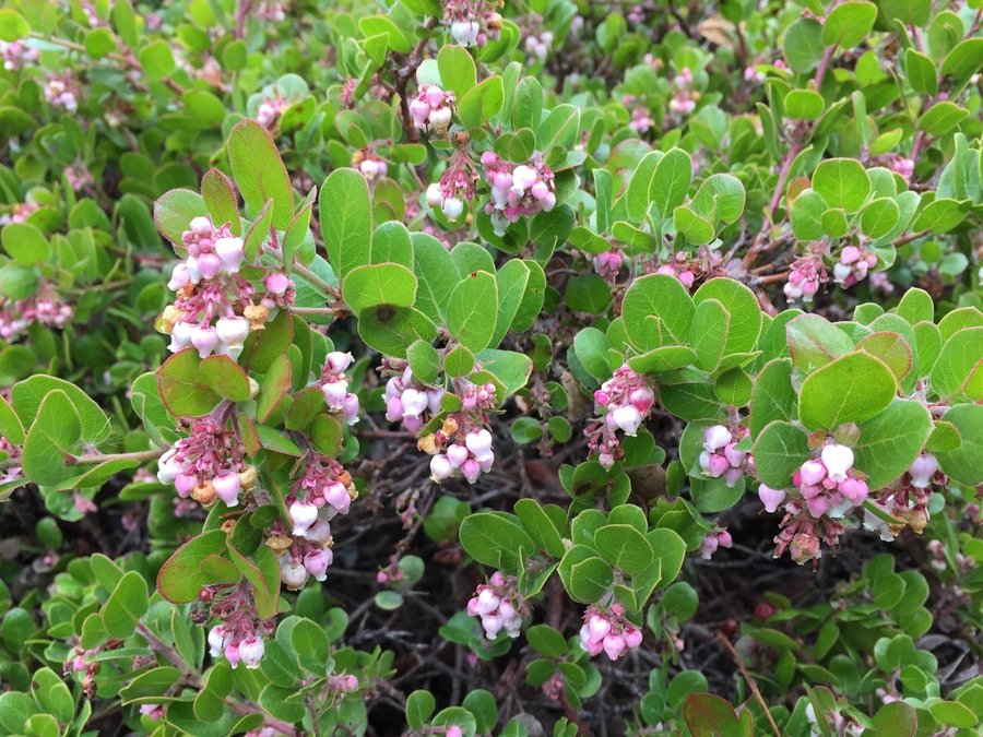 Arctostaphylos edmundsii