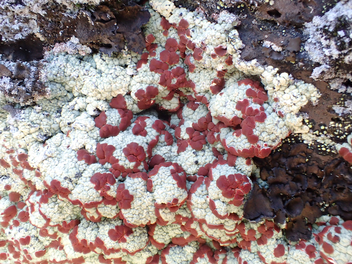 Ophioparma ventosa Ophioparma ventosa