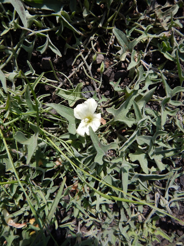 Calystegia collina ssp. tridactylosa Calystegia collina ssp. tridactylosa