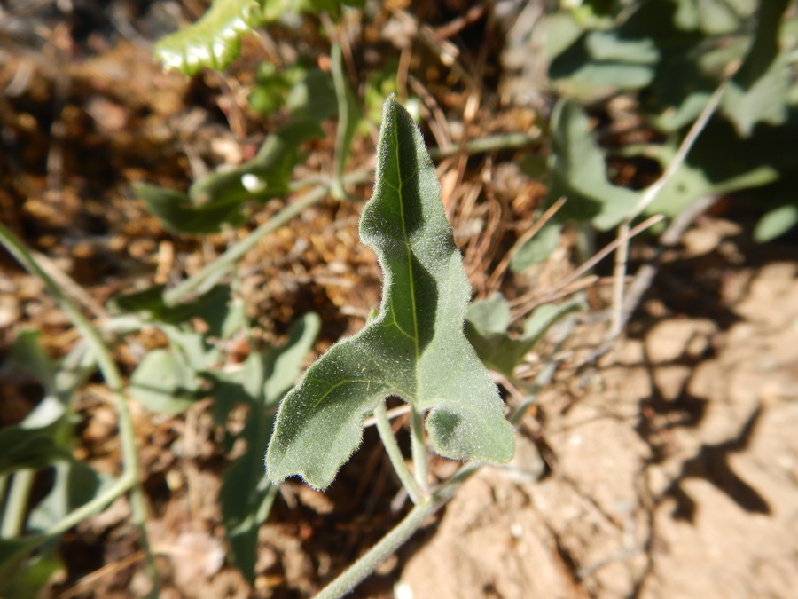 Calystegia collina ssp. tridactylosa Calystegia collina ssp. tridactylosa