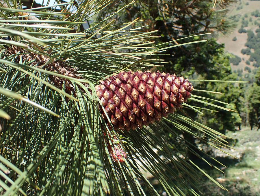 Pinus jeffreyi