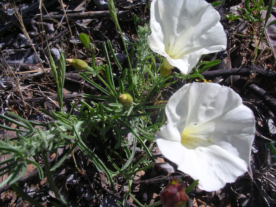 Calystegia stebbinsii Calystegia stebbinsii