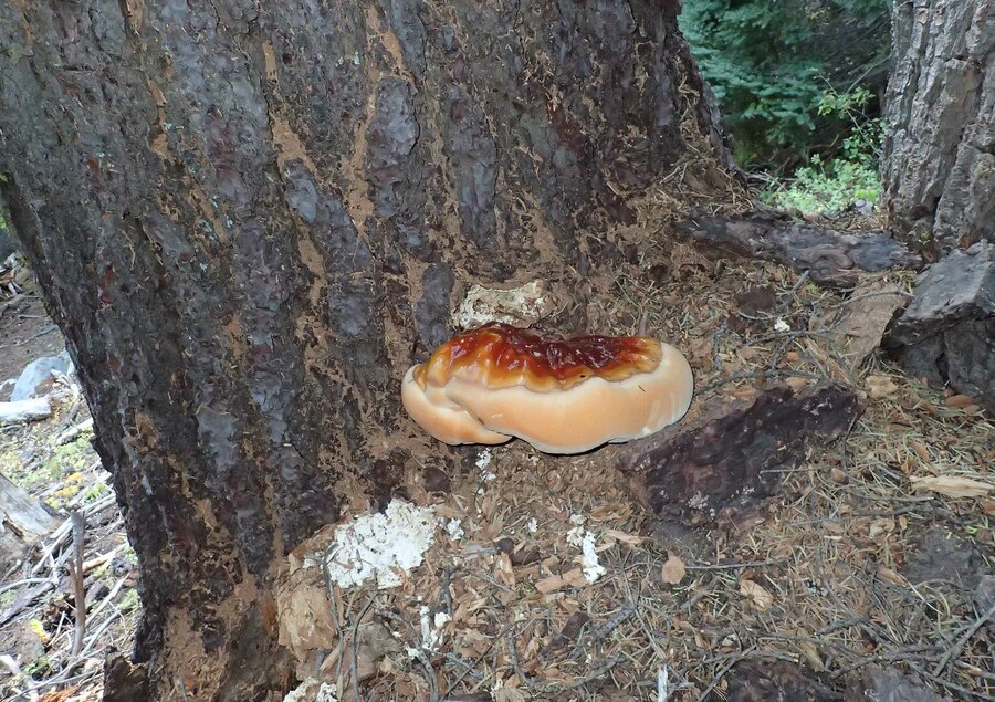 Ganoderma oregonense Ganoderma oregonense