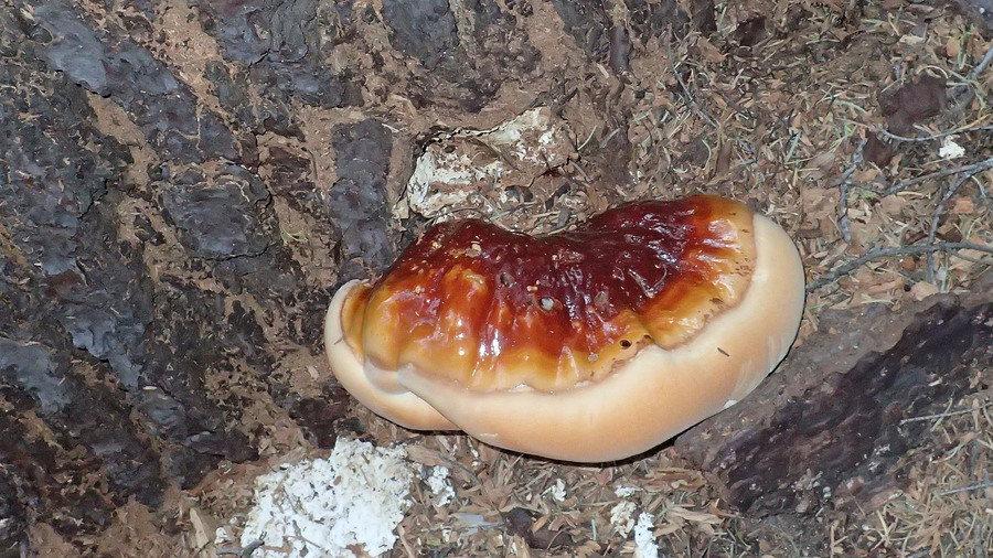 Ganoderma oregonense