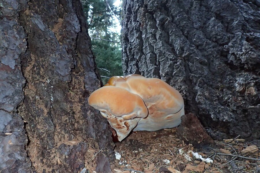 Ganoderma oregonense Ganoderma oregonense