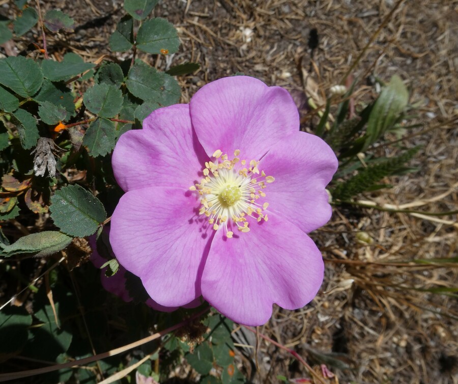 Rosa nutkana ssp. nutkana