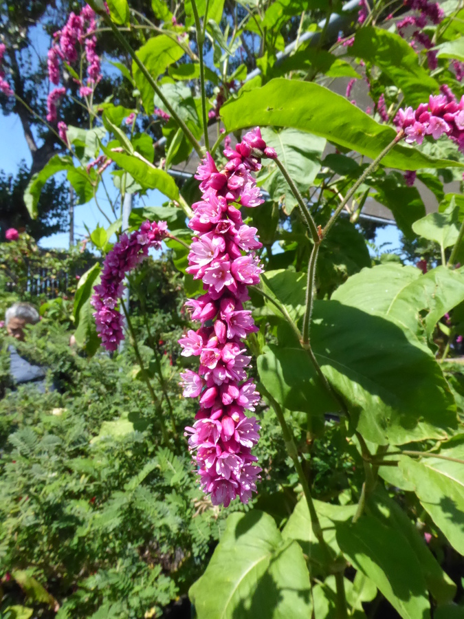 Persicaria orientalis