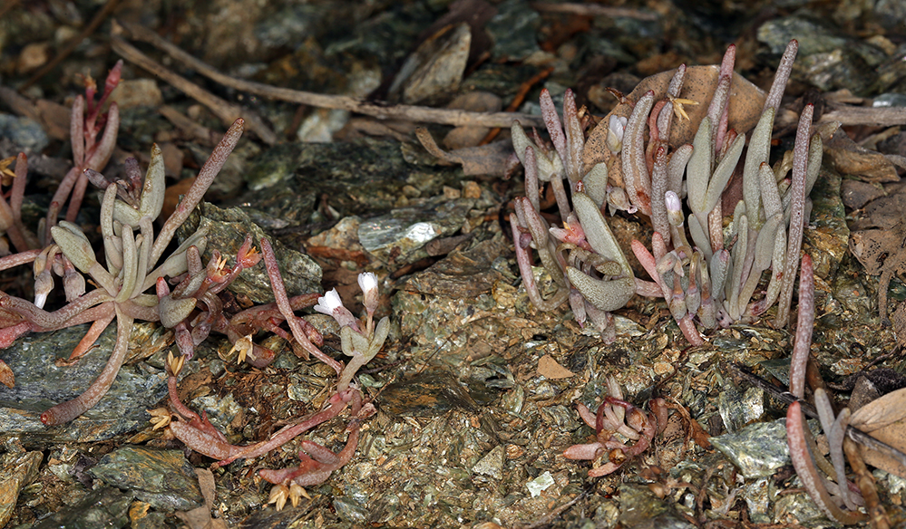 Claytonia exigua Claytonia exigua