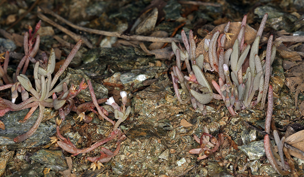 Claytonia saxosa