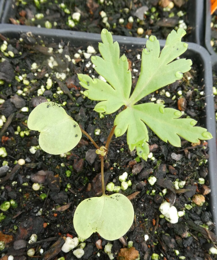 Geranium maderense