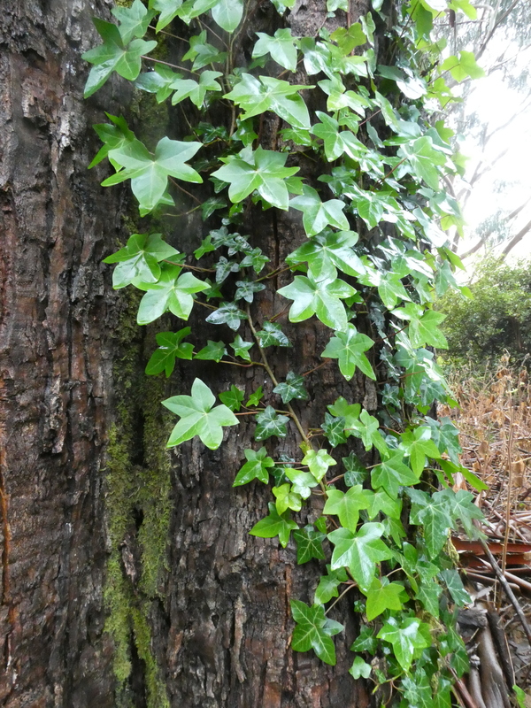 Hedera helix