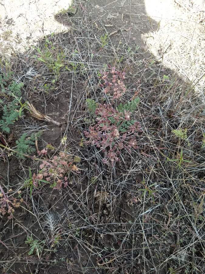 Lomatium ravenii var. ravenii Lomatium ravenii var. ravenii