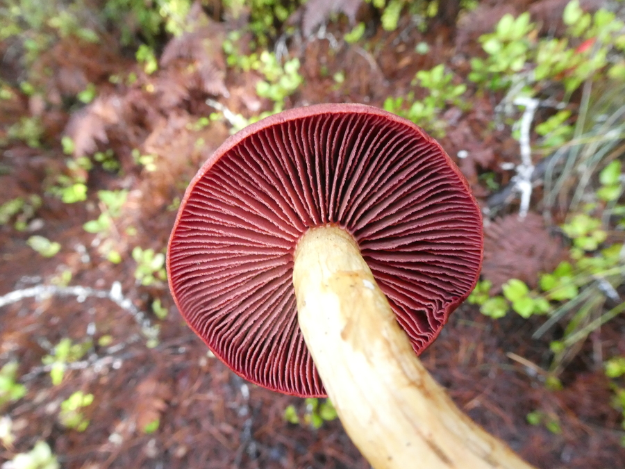 Dermocybe phoenicea