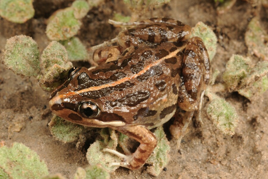 Limnodynastes tasmaniensis